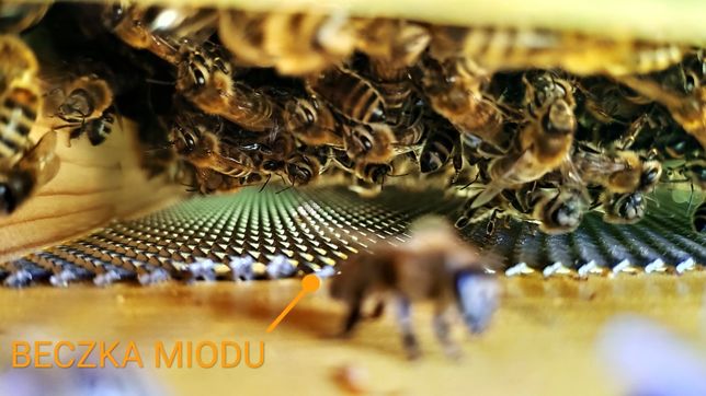 Odkłady pszczele pszczoły rodziny  dadant
