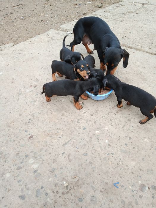 Продам щенят такси