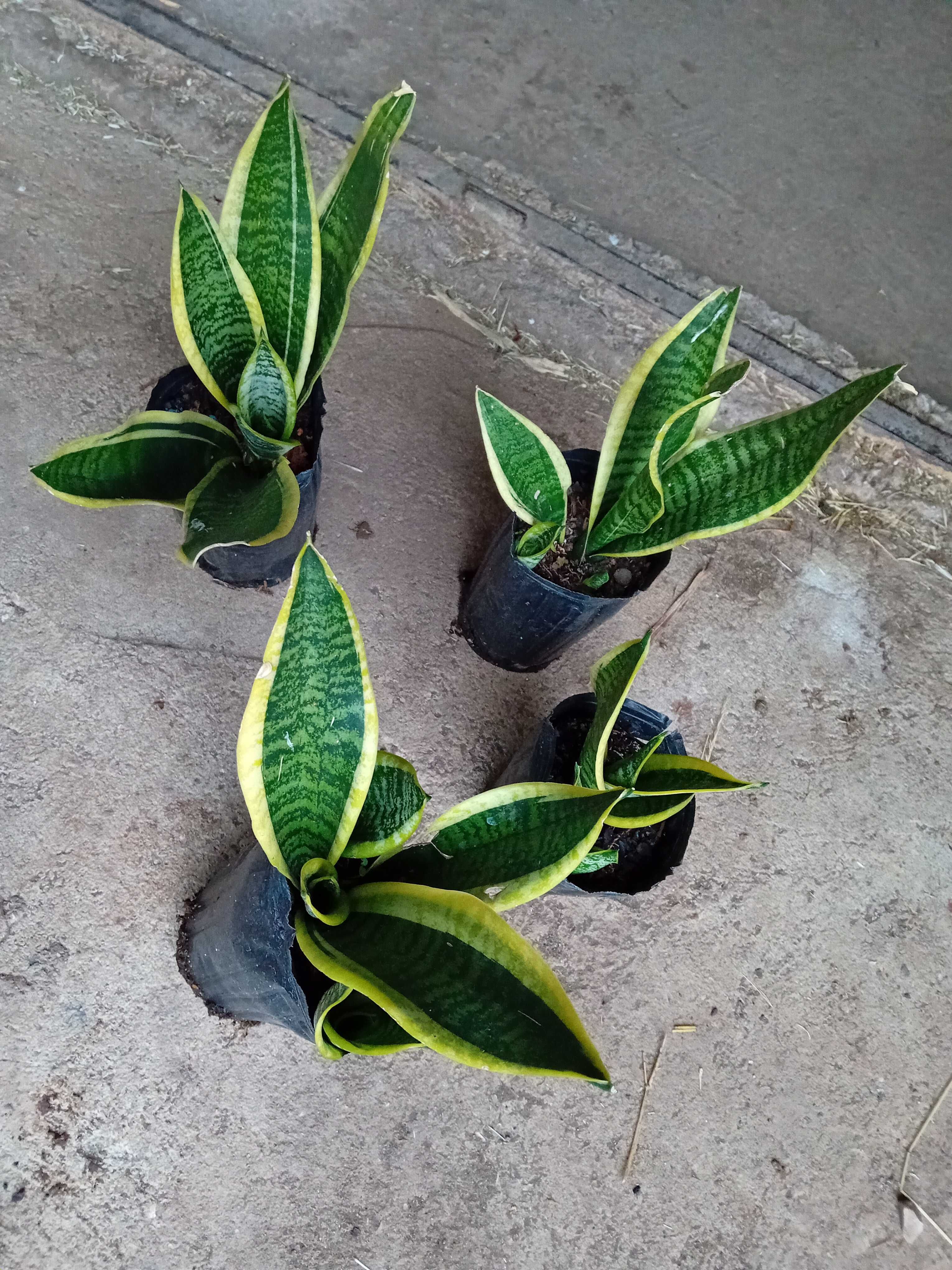 Planta - Espada de São Jorge