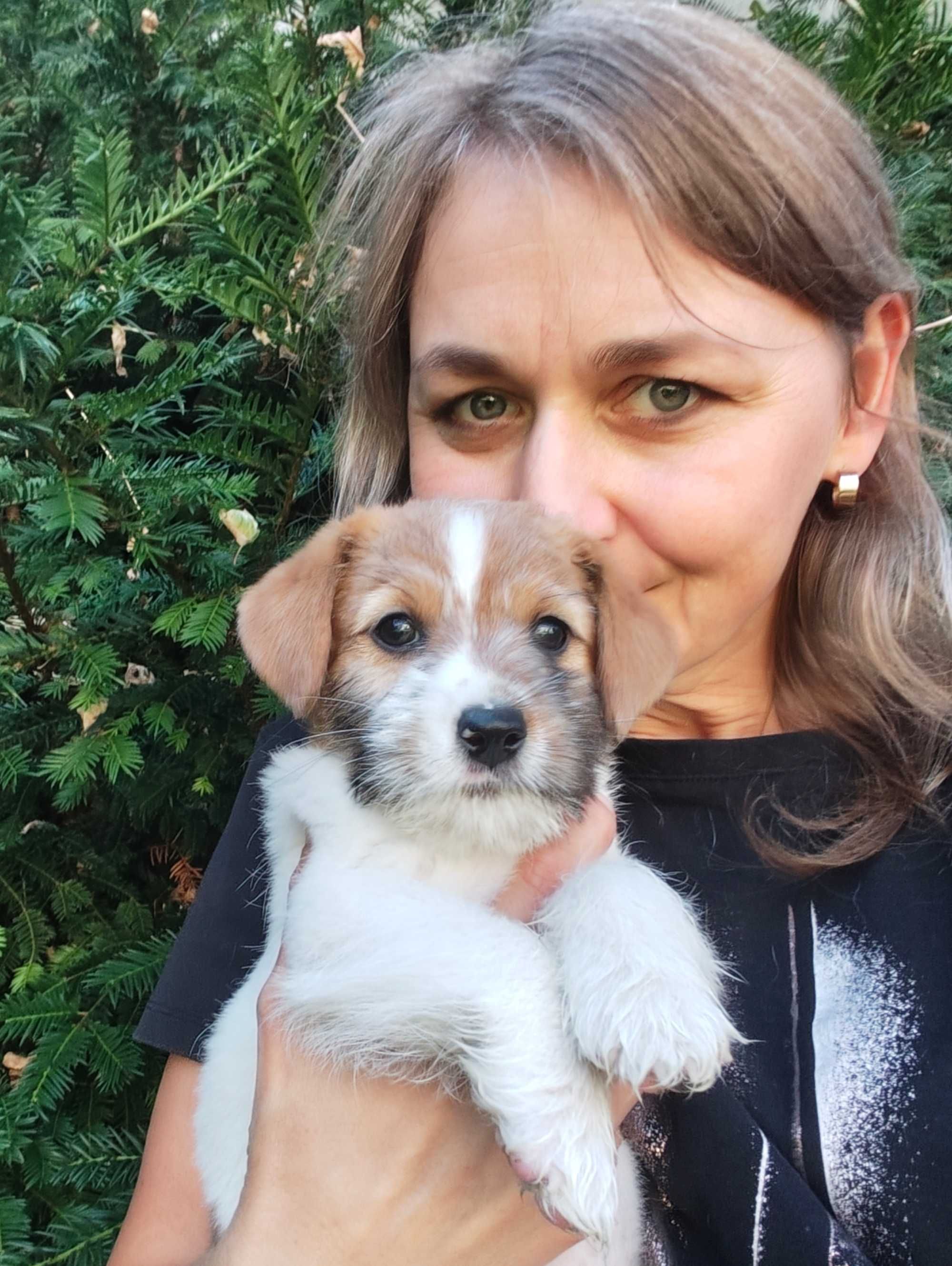 Jack Russell Terrier FCI ZKwP