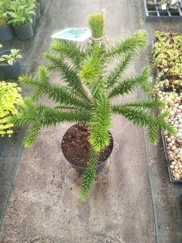 Lawenda, Thuja, Szmaragd, Jałowiec płożący, Bonsai, Brabant, Wierzba,