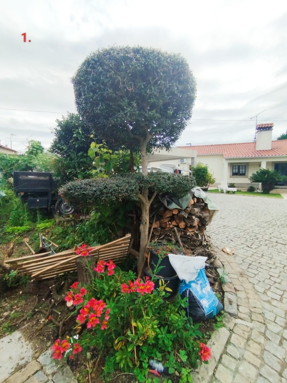 Oliveiras de jardim