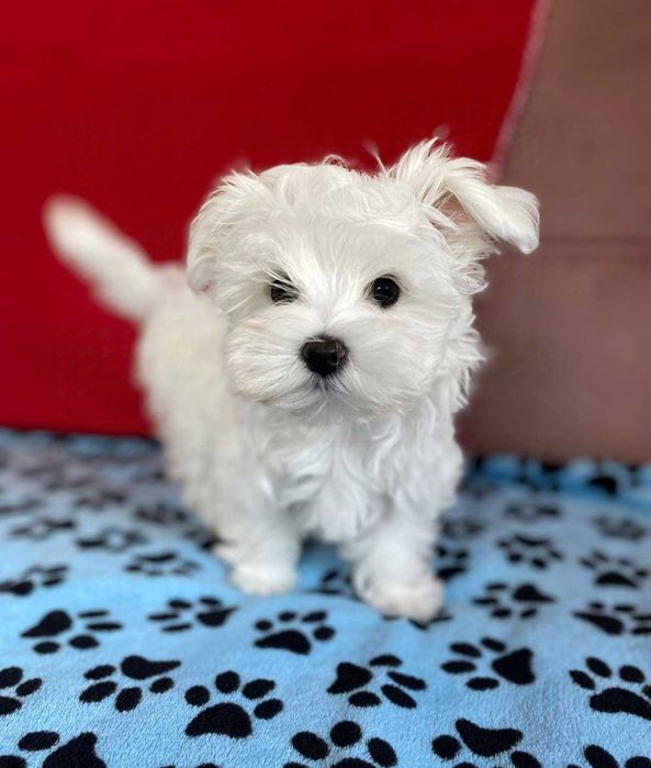 хлопчики  мальтезе КСУ