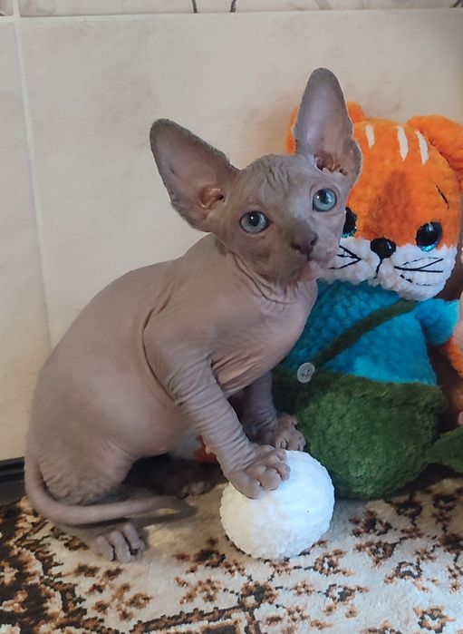Котенок сфинкс мальчик