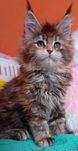 Zarezerwowana / kolorowa koteczka Maine Coon z w opcji do hodowli