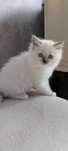 Śliczna kociczka ragdoll