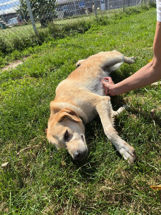 Cynia w typie Labradora do adopcji!