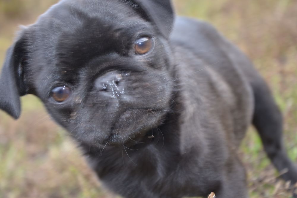 Продам цуценя мопса