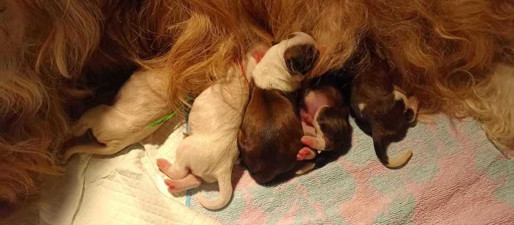 Terier Tybetański szczenięta ZKwP piesek z hodowli z Helmowego Jaru