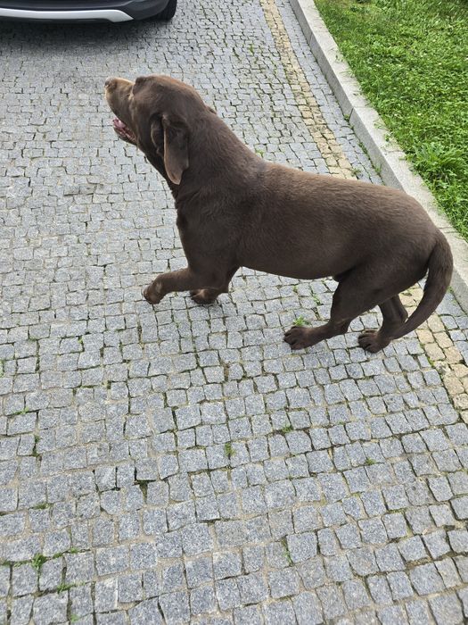 Labrador  para adoçao persona responsáble