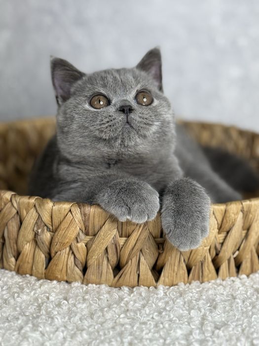 Суперова блакитна британочка