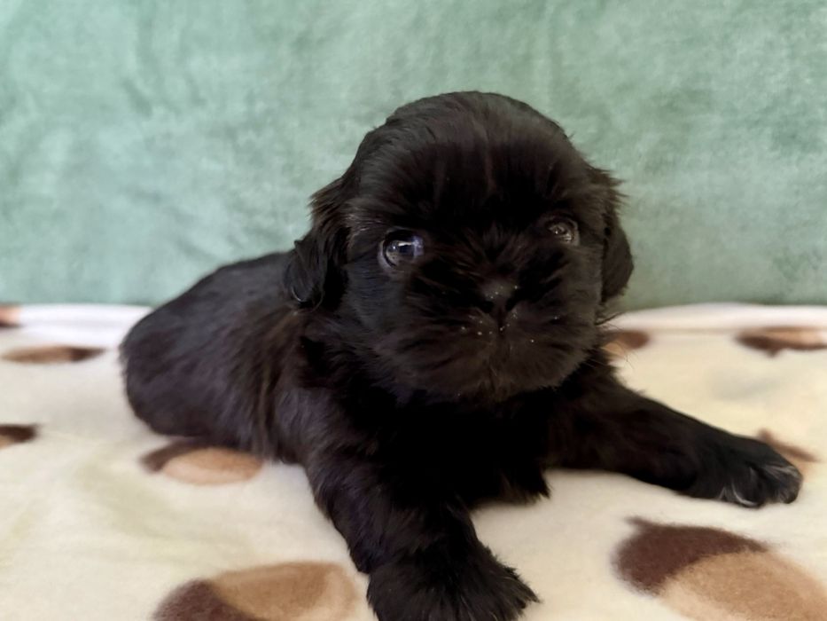Shih tzu suczka gen blue REZERWACJA