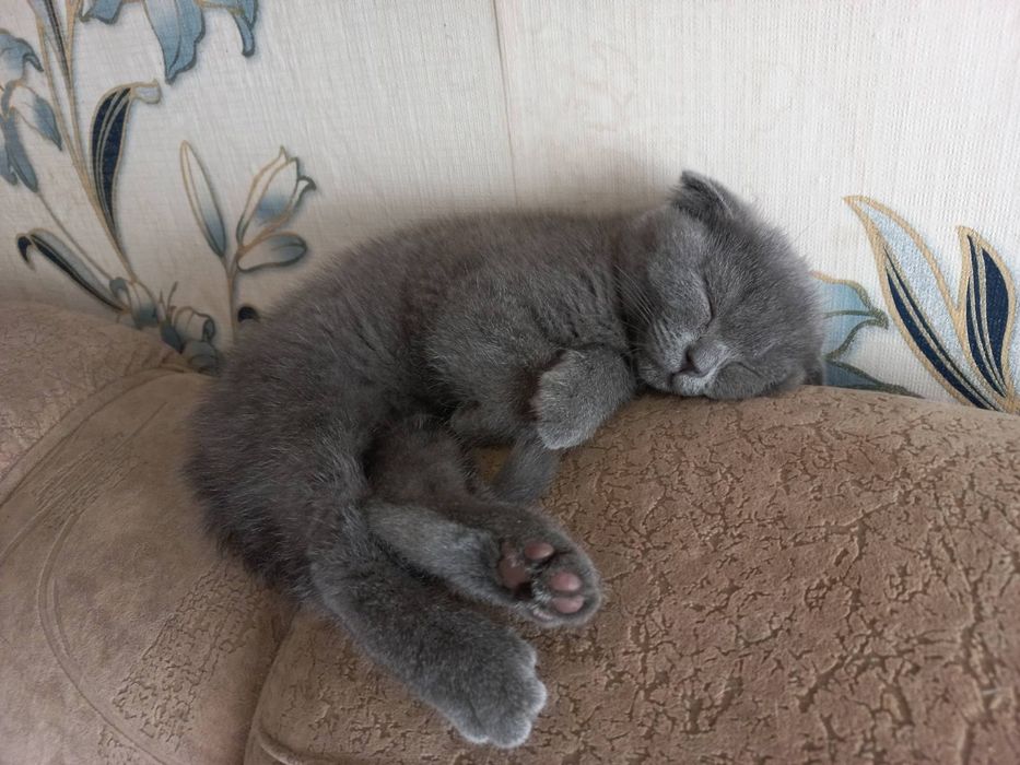 Продам веслоухих котят