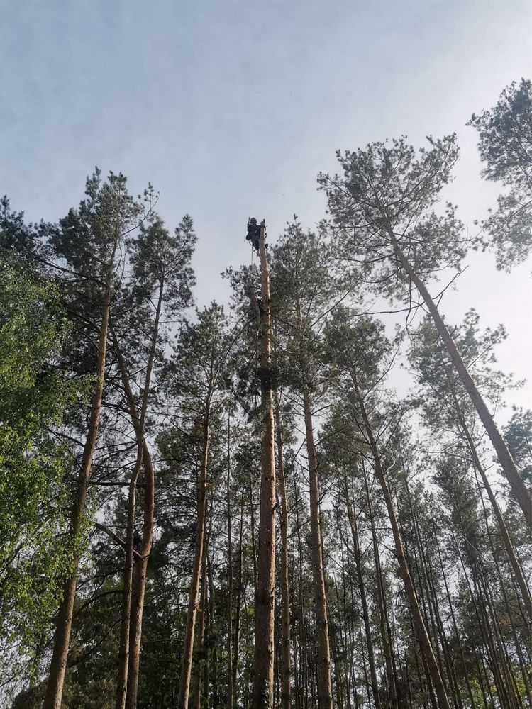 Wycinka drzew alpinistycznie Ozorków Łęczyca Zgierz