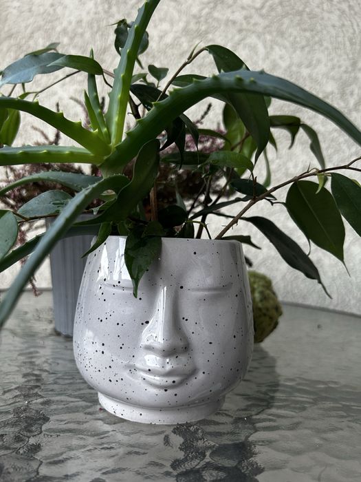 Zestaw kwiatkow aloes i benjamin