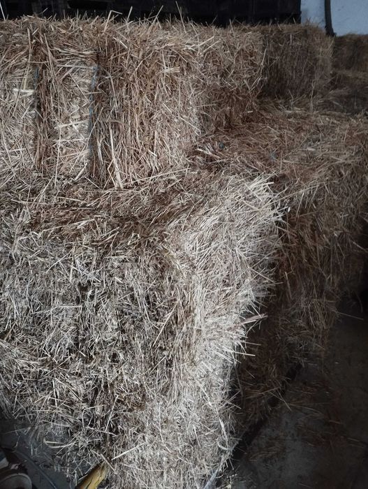 50 Fardos de Palha Aveia - 5€ cada fardo