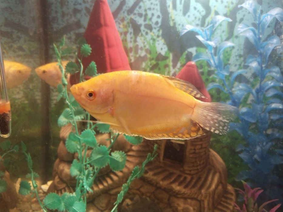 Продам акваріум зі всіма приналежностями