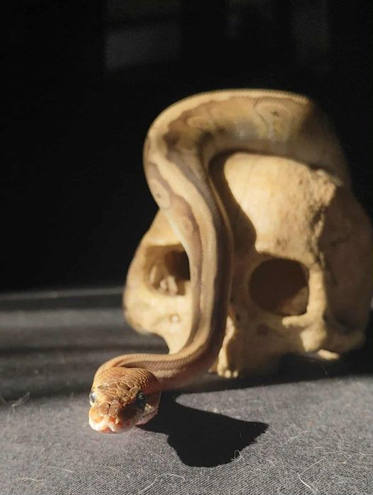 Wąż zbożowy samiczka