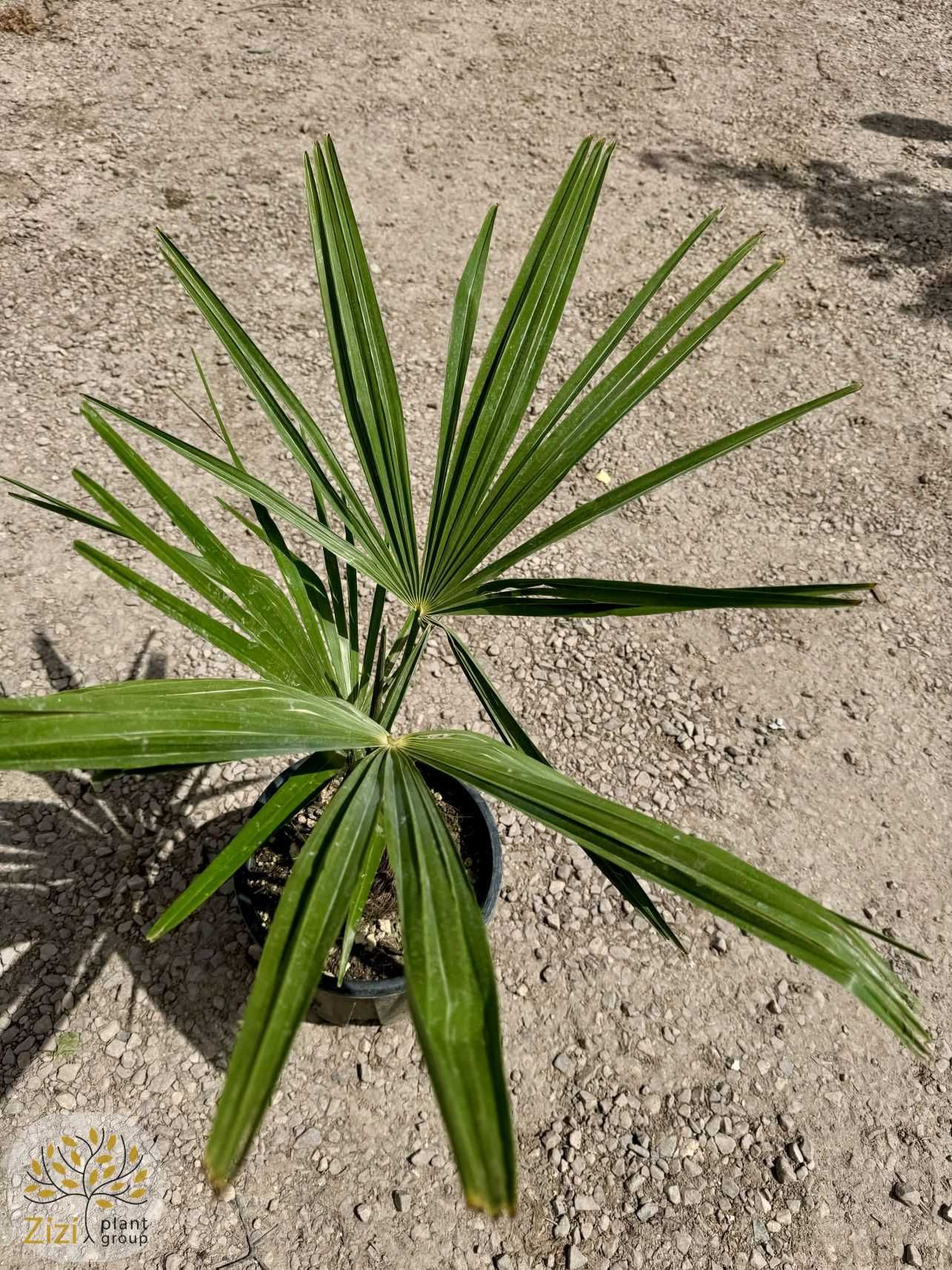 Szorstkowiec Fortunego, Trachycarpus fortunei, pień 5-10,15-20cm,palma