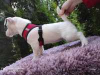 Jack Russell Terrier ; SUNIA,