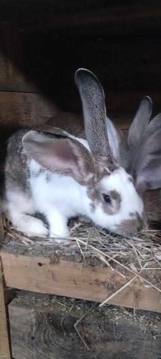 Króliki młode  male