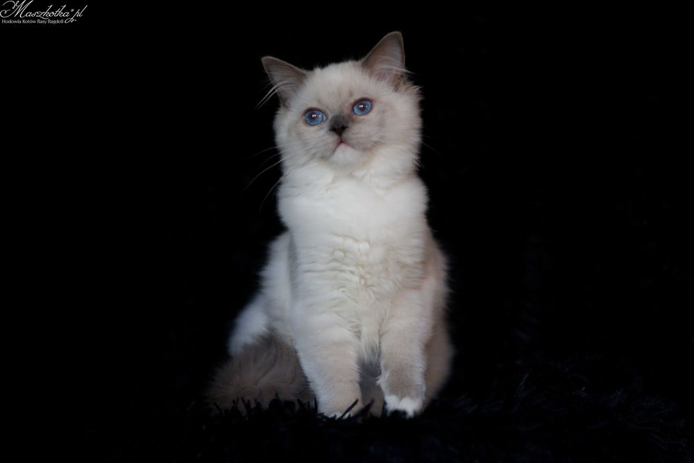 Ragdoll, przepiękna koteczka blue mitted z prawdziwym rodowodem FPL