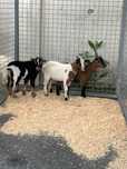 Cabras Anas machos