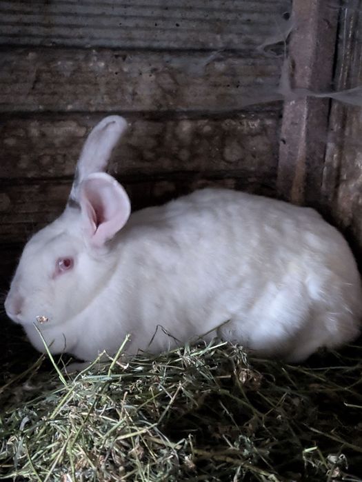 Кролі свійські різних порід