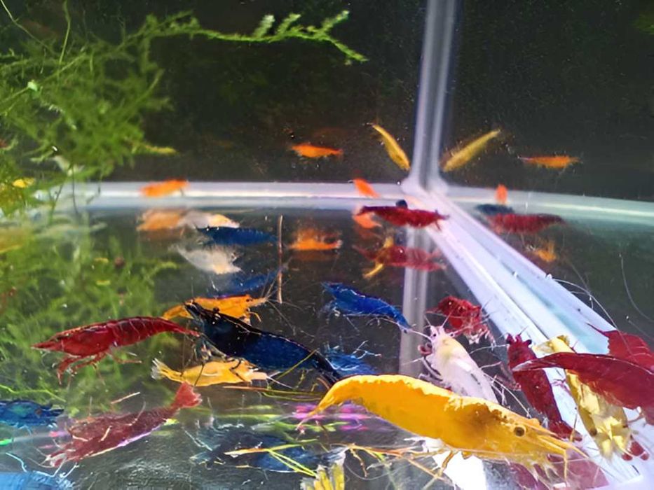 Kolorowy mix krewetek Neocaridina - Mocno wybarwione - 10szt.