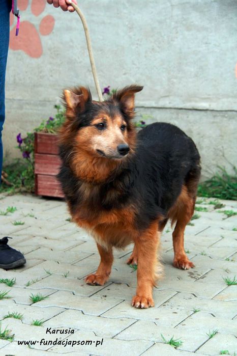 Karusia - delikatna suczka