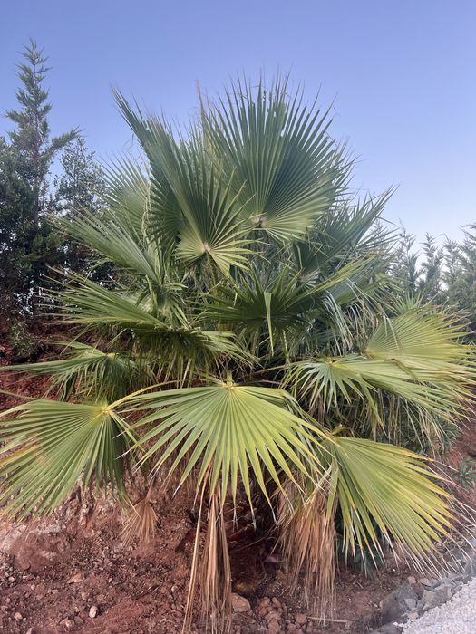 Arvores de Jardim