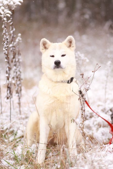 Sunia w typie rasy, łagodna i przyjazna szuka nowego domu