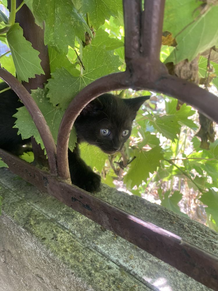 Отдадим котика в хорошие руки