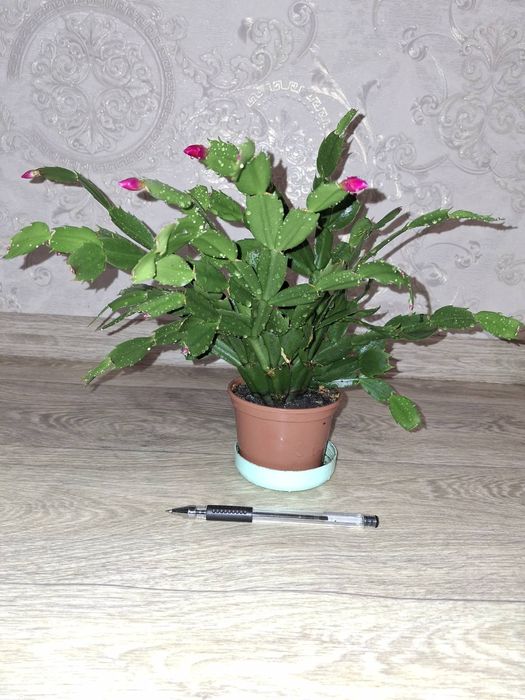 Шлюмбергера червона крупні квіти.