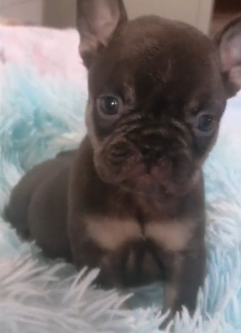 Bulldog FRANCÊS Miniatura   Red Fawn  Miniatura  PREÇO S