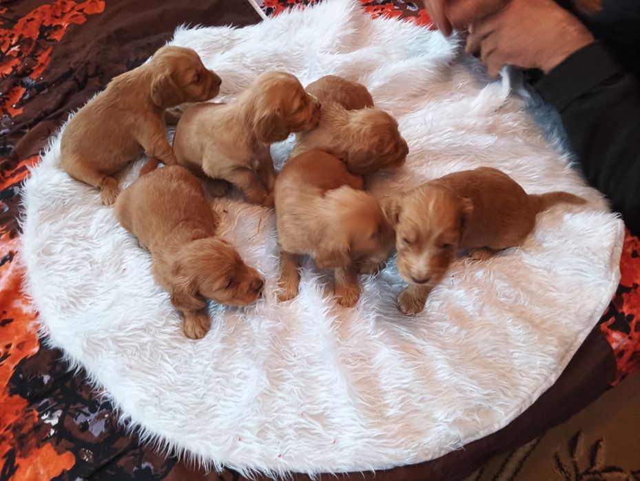 Witam mam do sprzedania piękne pieski Cocker spaniel