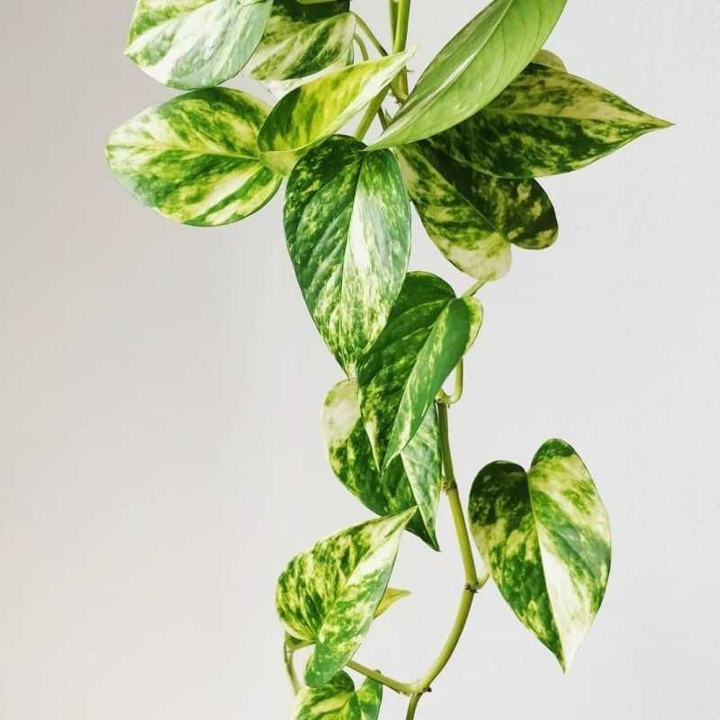 Epipremnum aureum Golden Pothos - Jibóia - Terrários Répteis