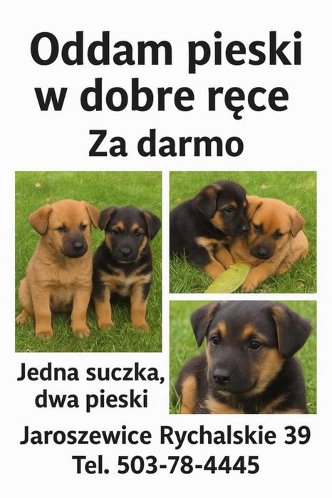 oodam za darmo psiaki