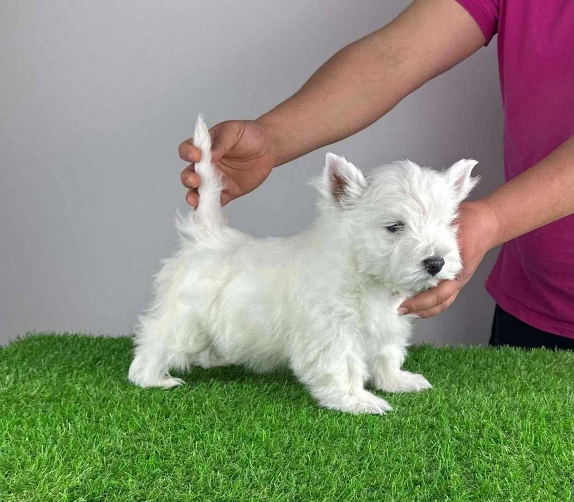 West Highland White Terrier