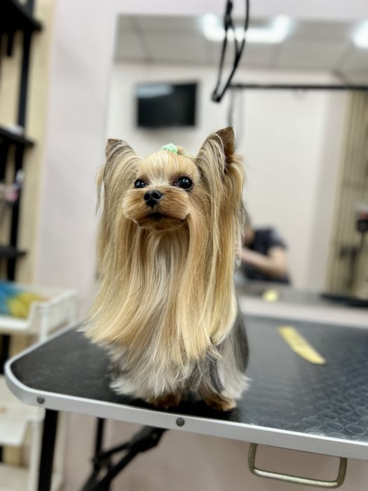 Вʼязка міні Йоркшырский терьер Йорк Йоркширский терьер