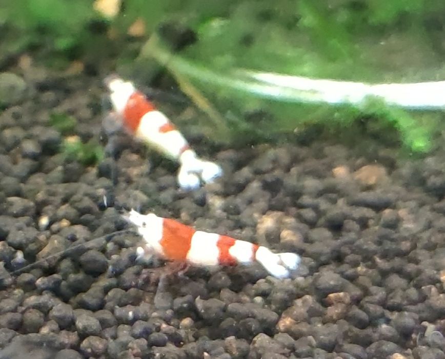 Krewetka crystal red PRL Aquafizz Creative