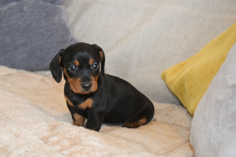 Teckel fêmea disponível