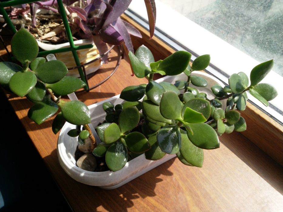 Денежное дерево, Толстянка, крассула (Crassula)