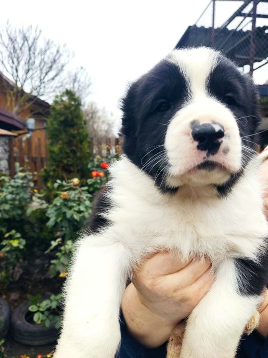 Цуценята САО(алабай) Середньоазіатська вівчарка