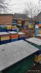 Продам Пасіку,Бджолосімї,Бджолопакети