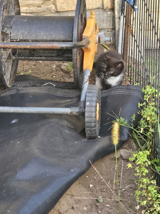 Oddam w dobre ręce 2 kociczki