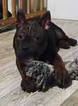 Chongqing Dog  FCI