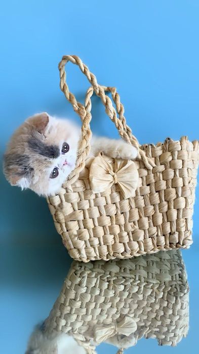 Продам кошеня дівчинка каліко