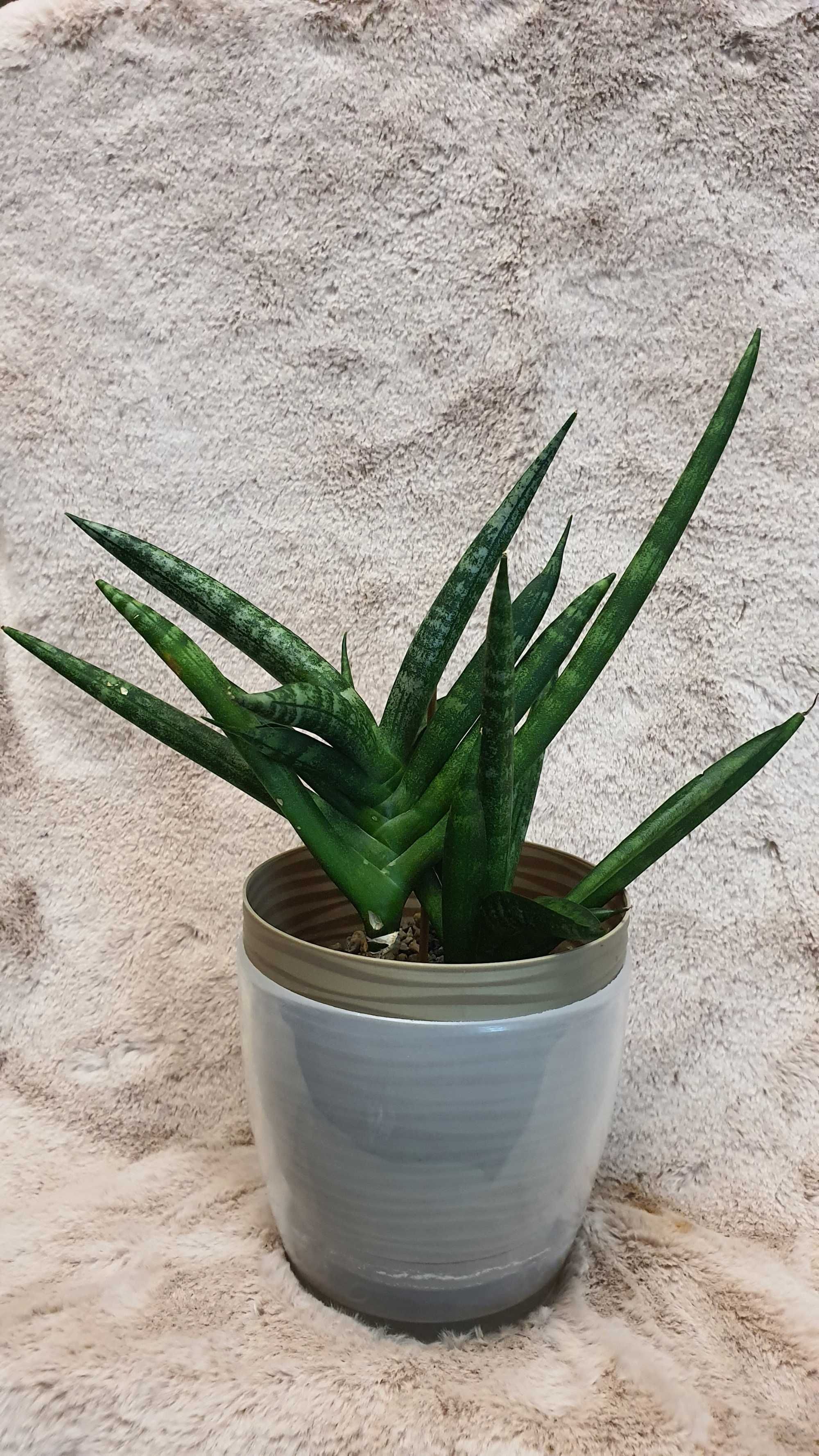 Продам Сансевиерии Бонсель,Sansevieria `Sansiam Moto`