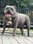 American staffordshire terrier
